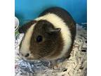 Adopt Cappy a Guinea Pig small animal in Sioux City, IA (41548372)