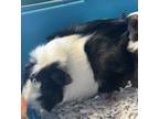 Adopt Cowy a Guinea Pig small animal in Sioux City, IA (41548371)
