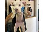 Adopt Violet*/roxi a White Boxer / American Staffordshire Terrier dog in