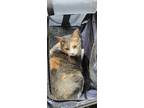 Adopt Callie a Calico or Dilute Calico Calico / Mixed (short coat) cat in San