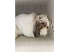 Adopt Maury a Lop, Holland / Mixed rabbit in Houston, TX (41548379)