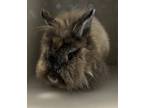 Adopt Bunny Fufu a Lionhead / Mixed rabbit in Houston, TX (41548378)