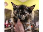 Adopt Fitzer a Domestic Shorthair / Mixed cat in Sioux City, IA (41548375)