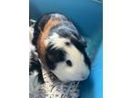 Adopt Chocolate a Guinea Pig small animal in Sioux City, IA (41548373)