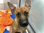 Adopt LILAC a Brown/Chocolate Belgian Malinois / Mixed dog in Denver