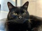 Adopt ORSON a All Black Domestic Mediumhair / Mixed (medium coat) cat in Denver