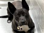 Adopt ASH a Gray/Blue/Silver/Salt & Pepper Australian Cattle Dog / Pit Bull