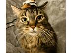 Adopt Miss Kitty & Bear - Bonded Pair (Courtesy Post) a Brown Tabby Maine Coon /
