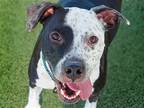 Adopt CLEO a Black Pit Bull Terrier / Australian Cattle Dog / Mixed dog in