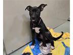 Adopt RUBY a Black Pit Bull Terrier / Mixed dog in Diamond Springs