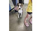 Adopt Found stray: Nichole a Brindle Plott Hound / Pit Bull Terrier / Mixed dog