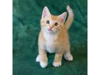 Adopt Gusteau a Orange or Red Domestic Shorthair / Mixed cat in Dallas