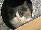 Adopt Stormy a Domestic Mediumhair / Mixed cat in New York, NY (41548132)