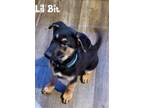 Adopt LilBit a German Shepherd Dog / Mixed dog in Battle Ground, WA (41548125)