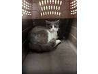 Adopt Grayson 123552 a Gray or Blue Domestic Shorthair (short coat) cat in