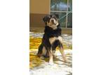 Adopt Max a Black Rottweiler / Terrier (Unknown Type, Medium) dog in Apple