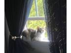 Adopt Angel a Tortoiseshell British Shorthair (short coat) cat in Wyncote