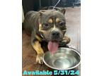 Adopt Dog Kennel #37 a Staffordshire Bull Terrier / Mixed dog in Greenville
