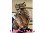 Adopt Cat Condo #8 Rugrat a Domestic Shorthair / Mixed (short coat) cat in
