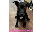 Adopt Dog Kennel #26 a Labrador Retriever / Mixed Breed (Medium) / Mixed dog in
