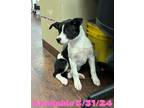 Adopt Dog Kennel #26 a Labrador Retriever / Mixed Breed (Medium) / Mixed dog in