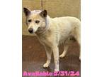 Adopt Dog Kennel #31 a Husky / Mixed Breed (Medium) / Mixed dog in Greenville