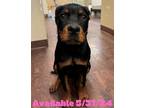 Adopt Dog Kennel #24 a Rottweiler / Mixed Breed (Medium) / Mixed dog in