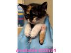 Adopt Cat Condo #16 a Domestic Shorthair / Mixed (short coat) cat in Greenville