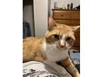Adopt Lovecraft a Orange or Red (Mostly) Domestic Shorthair / Mixed (short coat)
