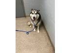 Adopt Lucy a Husky / Mixed dog in Troy, OH (41548105)