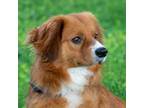 Adopt Bernie a Dachshund / Mixed dog in Troy, OH (41546876)