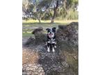 Adopt Henry a Tricolor (Tan/Brown & Black & White) Australian Shepherd / Mixed