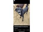 Adopt Feona a Black Labrador Retriever / Mixed dog in Lewiston, ME (41548149)