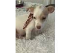 Adopt Knox a White - with Brown or Chocolate Jack Russell Terrier / Mixed dog in