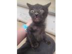 Adopt Stray hold a All Black Domestic Shorthair (short coat) cat in Laramie