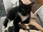 Adopt Boots a Black & White or Tuxedo Domestic Shorthair / Mixed (short coat)