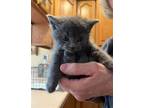 Adopt Sherbert a Gray or Blue Domestic Shorthair / Mixed (short coat) cat in