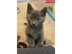 Adopt Robb a Gray or Blue Domestic Shorthair / Mixed (short coat) cat in Devon