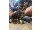 Adopt Rickie a Gray, Blue or Silver Tabby Domestic Shorthair / Mixed (short