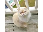 Adopt Fatoom- Flame Pt Himmy! a Cream or Ivory Himalayan / Mixed (long coat) cat