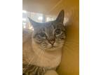 Adopt Coconut a Cream or Ivory Siamese (short coat) cat in Tucson, AZ (41547755)
