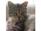 Adopt Jude Meowson a Brown Tabby Domestic Shorthair (short coat) cat in