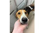 Adopt Nexus a Hound (Unknown Type) / Mixed dog in Mineral, VA (41485853)