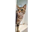 Adopt Rosie a Domestic Shorthair / Mixed (short coat) cat in Hyde Park