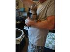Adopt Quattro a Domestic Longhair / Mixed (short coat) cat in Brigham City -