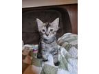 Adopt Cinco a Domestic Shorthair / Mixed (short coat) cat in Brigham City -