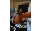 Adopt Seis a Domestic Mediumhair / Mixed (short coat) cat in Brigham City -