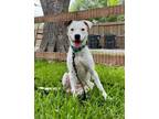 Adopt April Jade a White Staffordshire Bull Terrier dog in Provo, UT (41547948)