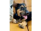 Adopt Aladdin Capelo a Black German Shepherd Dog dog in Provo, UT (41547947)
