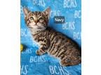 Adopt Navy - available soon a Domestic Shorthair cat in Georgetown